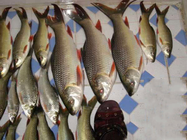 在两广地区，只要有此鱼存在的水域，钓鱼人断竿切线是常有的事