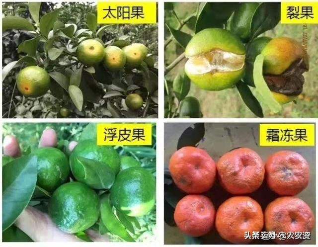 膨大素膨果最快方法,膨大剂可以促进果实生长吗