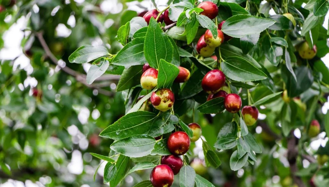 河南省内黄县美食纪录,河南安阳内黄特色小吃有哪些
