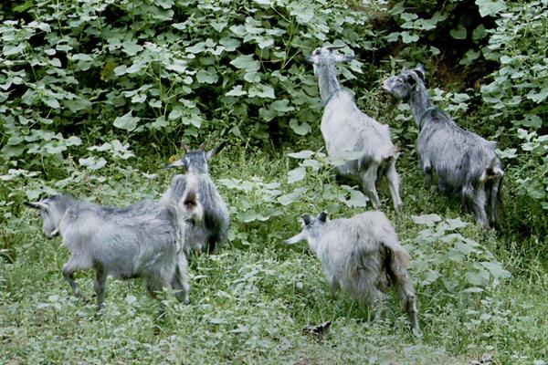 农村养殖山羊怎样养护,山羊养殖技术哪里好