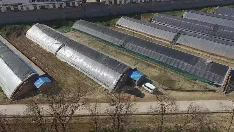 湘妹子的“花世界”——记黄陵县妇女创业能手张凤姣