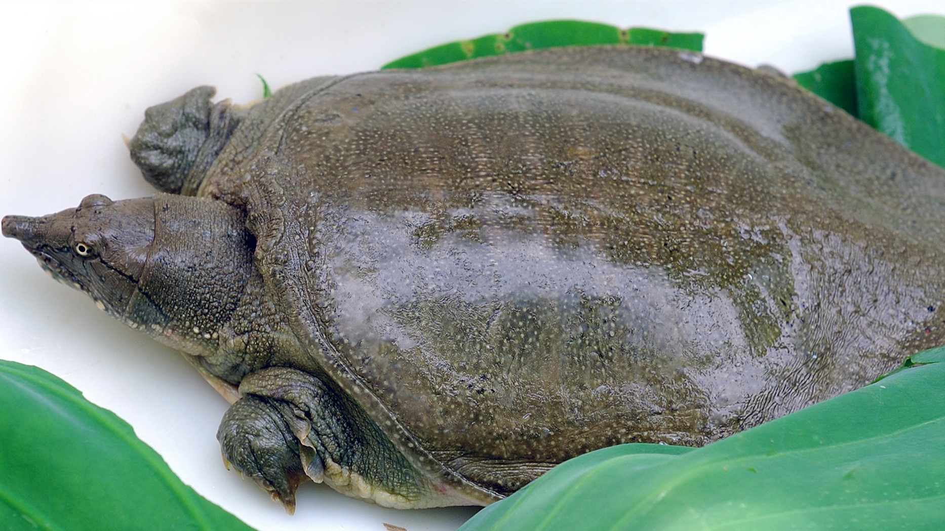 甲鱼做得香不香，关键是在宰杀的步骤上，学会了宰杀怎么做都香