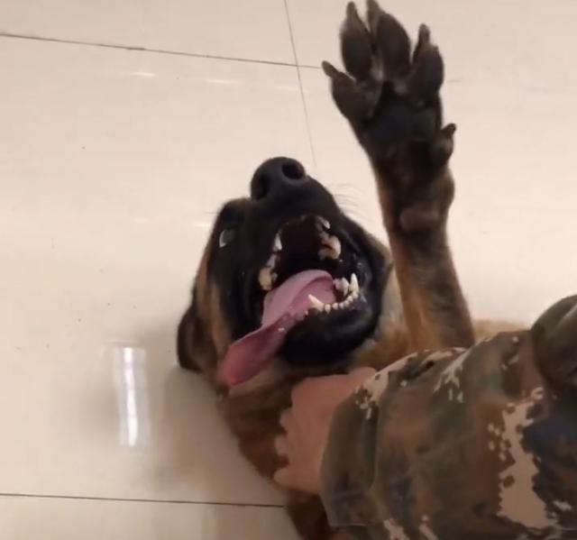 搜救犬打疫苗搞笑视频,搜救犬看医生视频