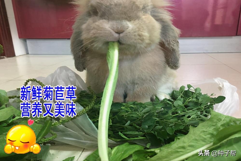 种菊苣牧草，养殖一头猪能赚多少？猪价连续下跌34%，该如何应对