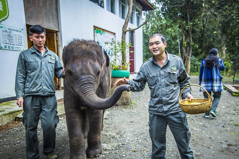 到西双版纳过大年，六日出行超详细吃，住，行攻略