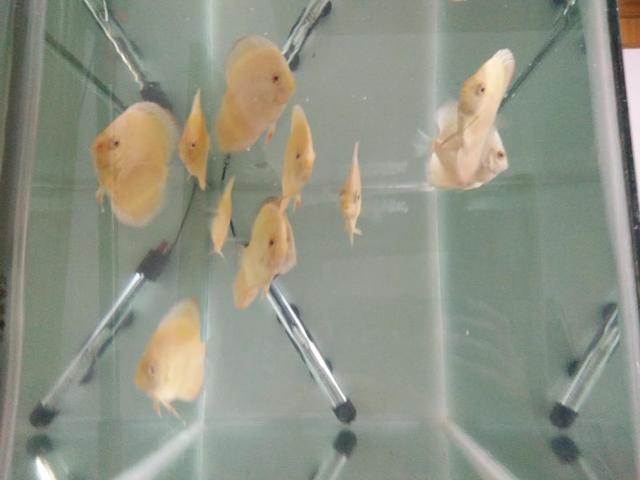 如何清除鱼缸水质中的硝化细菌,鱼缸加了硝化细菌水质浑浊怎么办