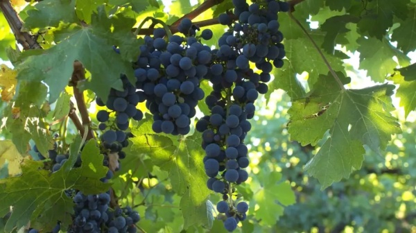 澳洲红酒黛伦堡,澳洲格兰堡红酒