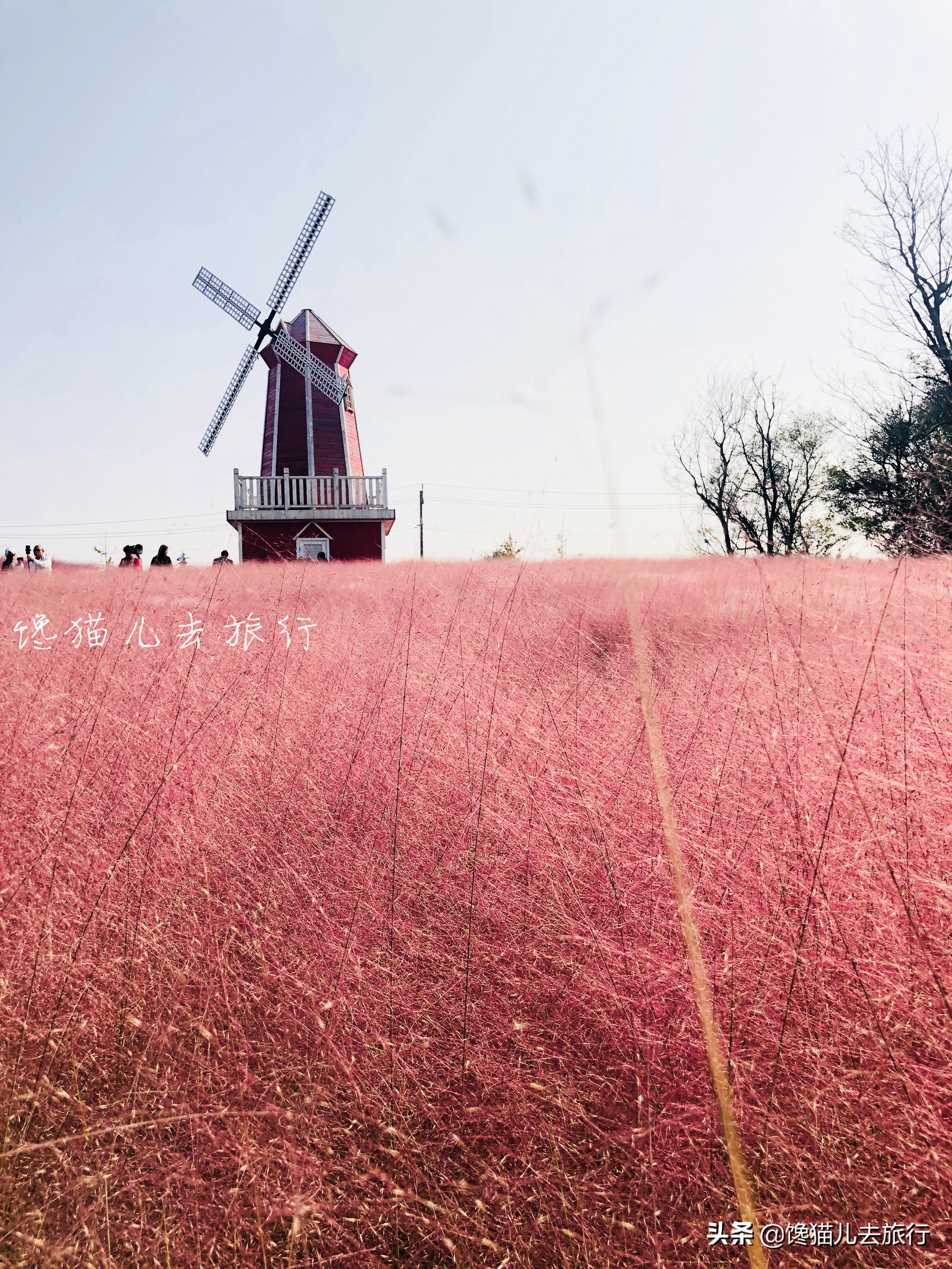 威海这种网红草,如何以一己之力,成为秋天里最受众人追捧的草?