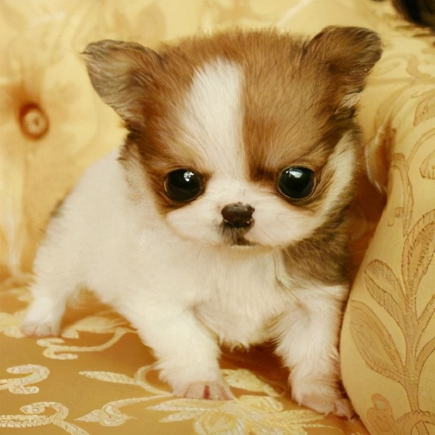 最忠诚护主的小型犬排名,建议新手养的10种小型犬推荐