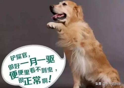 狗狗身上的跳蚤怎么去除最快方法,狗跳蚤怎么防