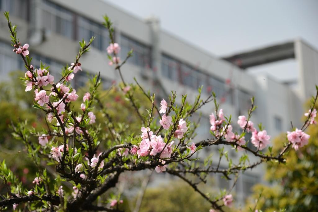 全省首家！湖北日报官方“点名”！这个“芯”学院实力出众
