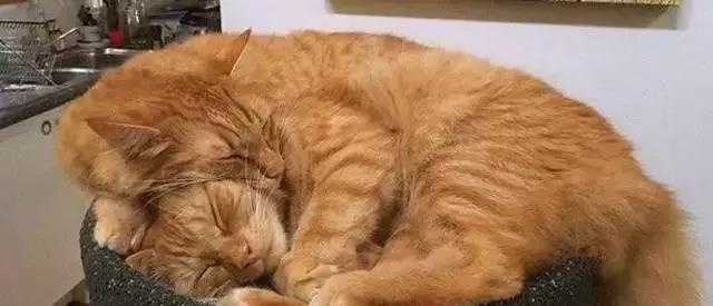 橘猫的7大优点养过的人都说好,自从养了猫才知道什么是爱