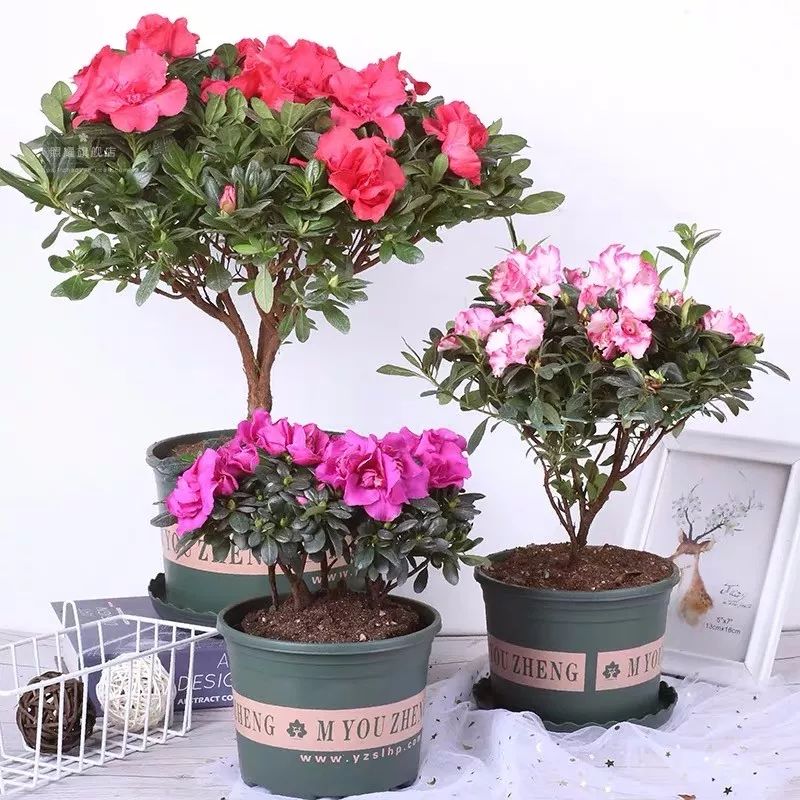 冬天一定要养的十种花,冬天养花养哪些植物好看