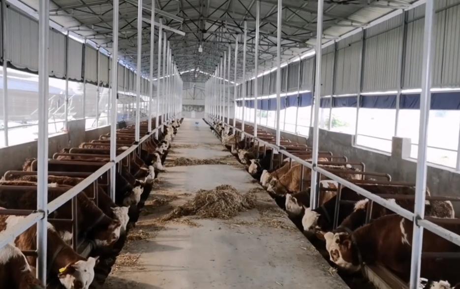 牛的利润与成本,牛的收益怎么样