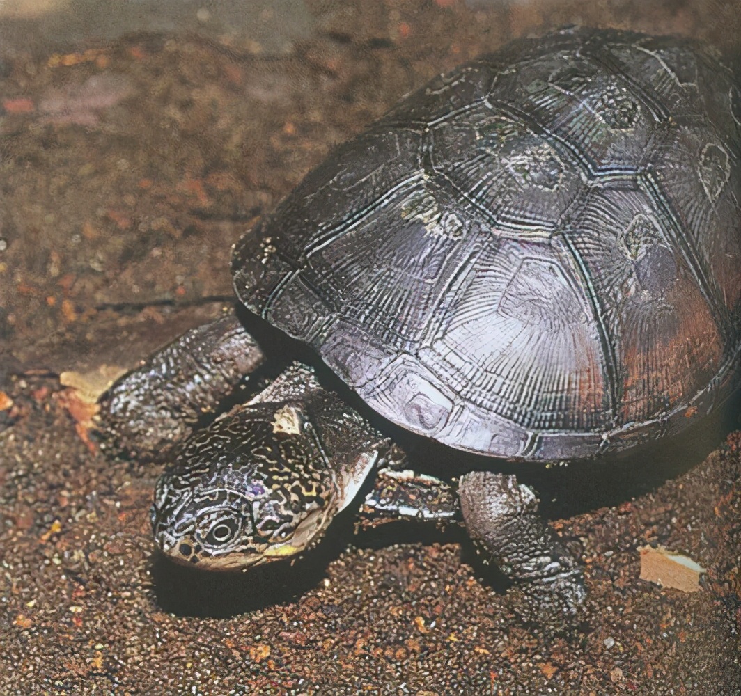 龟类大百科,大眼睛龟类