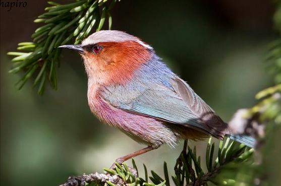东江揽胜,惠州淡水常见鸟类图谱