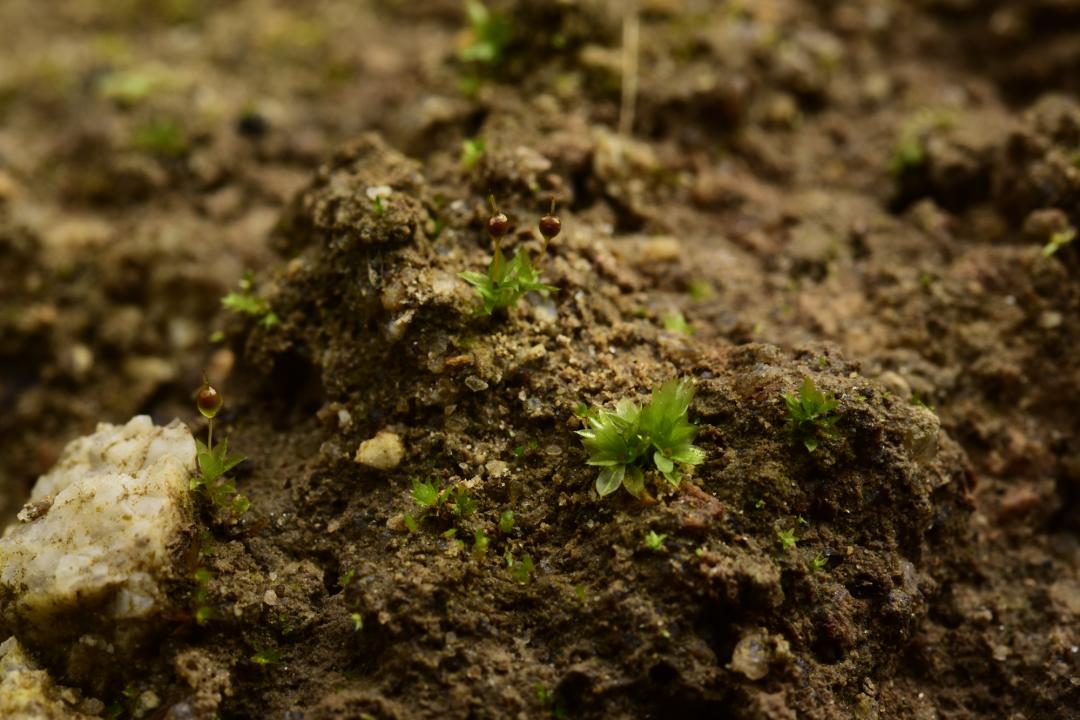 吃毒菇、睡蛇窝,只为挖一堆草,这个重庆博士要做当代神农