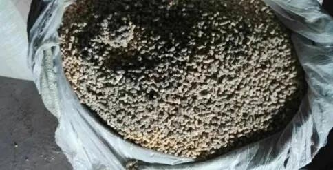 母猪尿石灰尿是咋回事,母猪出现石灰尿是什么原因