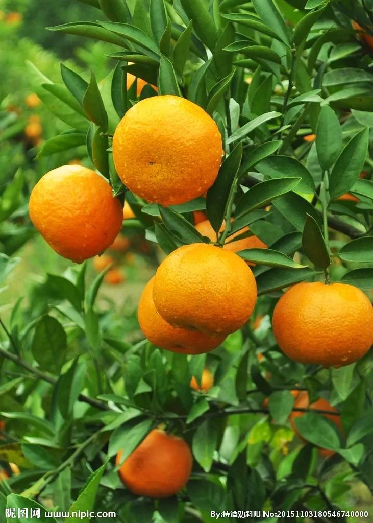 中国常见水果品种图片及名称,常见的水果种类100种名称