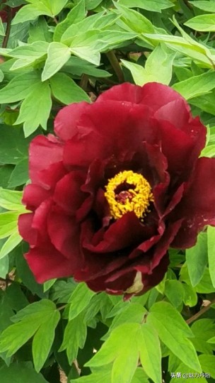 牡丹的一生简单历程文字描述,牡丹的历史和发展