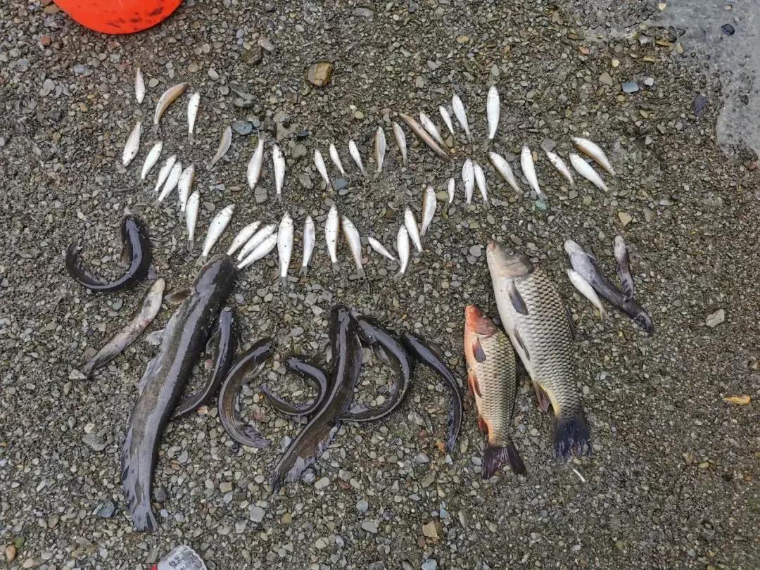 男子卖毒鱼被警察逮捕,近期电鱼被抓的人视频