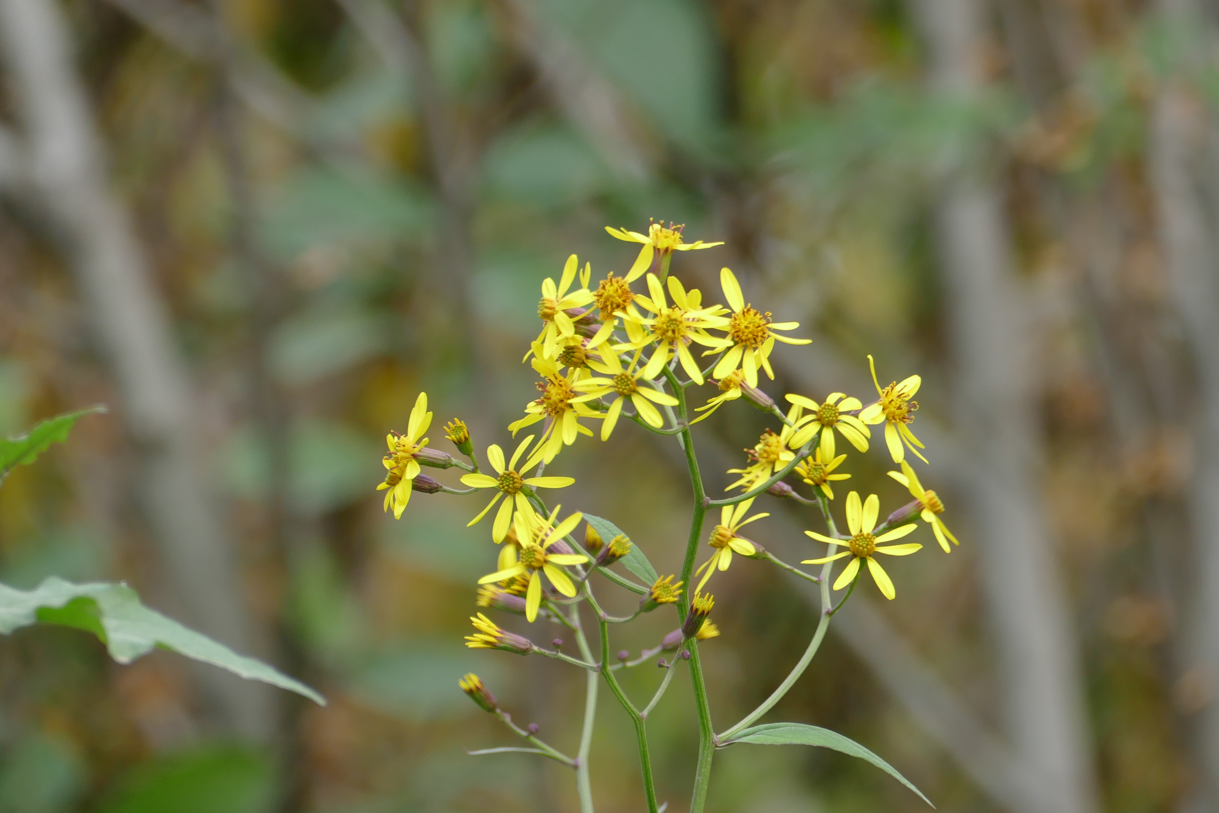 眼科良方书,眼科专用中草药