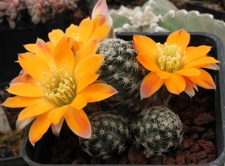 “常年丑貌君不问，一日花红万户惊”——仙人掌的产地及精品赏析