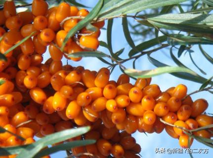 沙棘的历史与起源,新疆沙棘前景