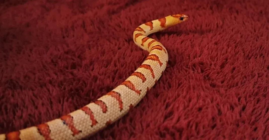 真的有人养蛇吗,是不是真的有人在养蛇