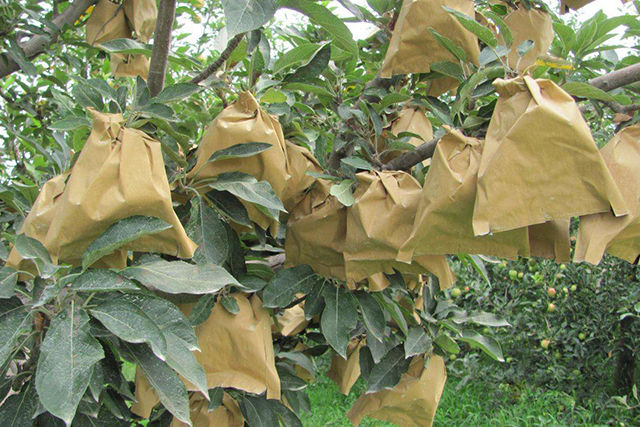 为什么苹果苗会变红,为啥你种植的果树不长根