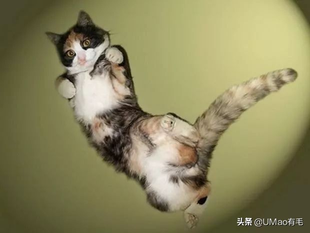 为啥猫猫拉完粑粑之后会疯跑,猫猫每次拉完屎就疯跑