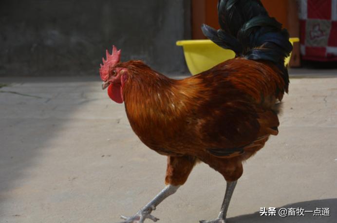 鸡舍粪污如何处理,散养户畜禽粪污处理方式有哪些