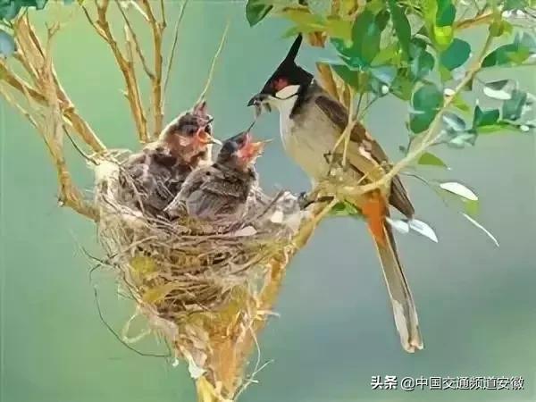 合肥发现的怪事,有一种黑鸟袭击人