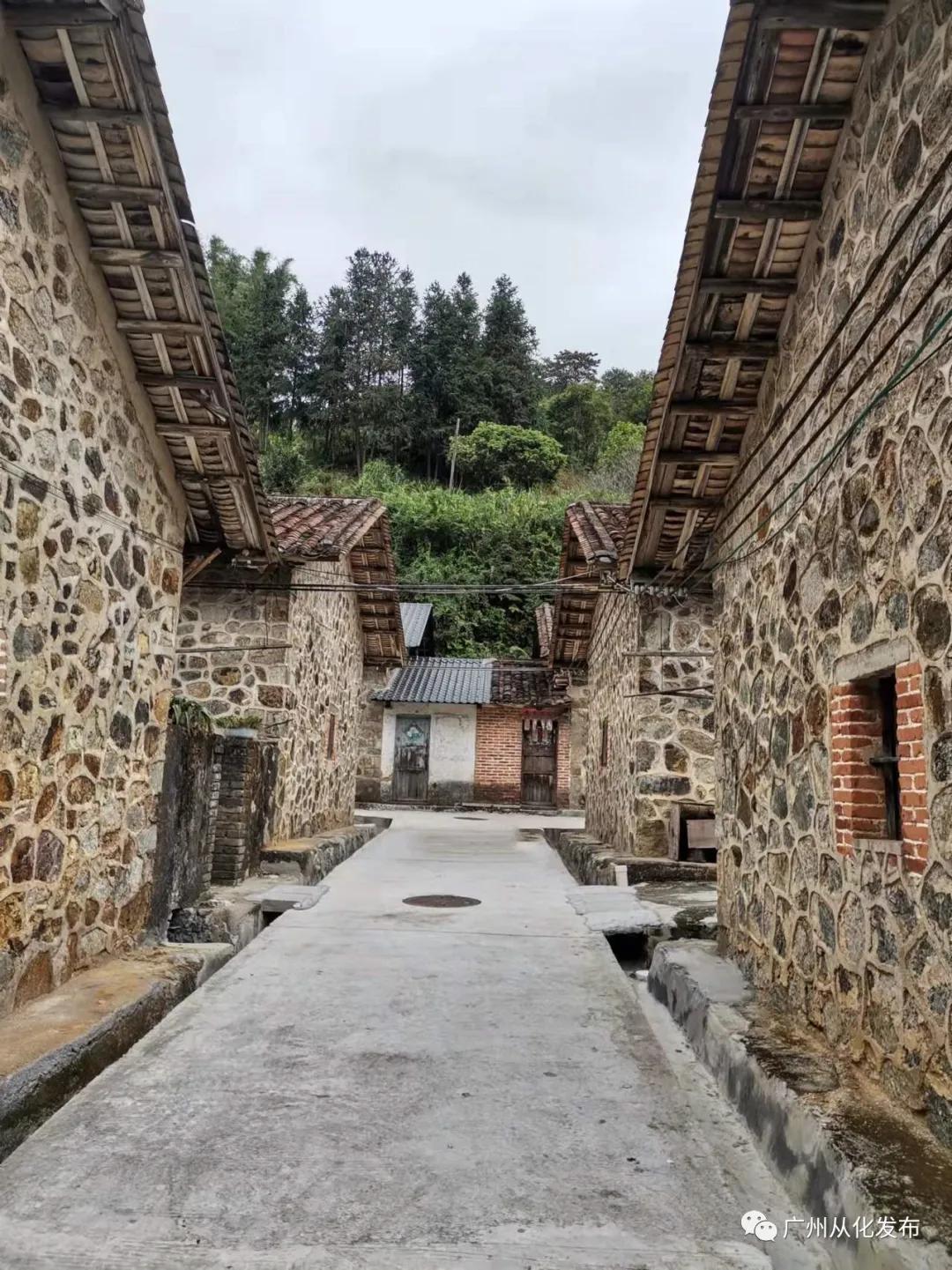 从化良口镇杨梅之乡,从化黄龙带杨梅之乡