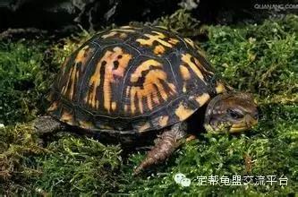 东部箱龟违法,东部龟饲养方法