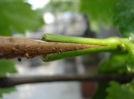 葡萄换品种绿枝嫁接后期管理,春季葡萄扦插繁殖方法