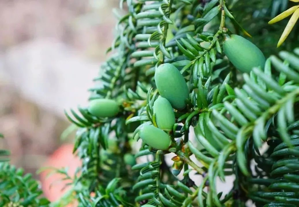 榧常美味榧常出彩|金恪集团争做香榧产业领航者