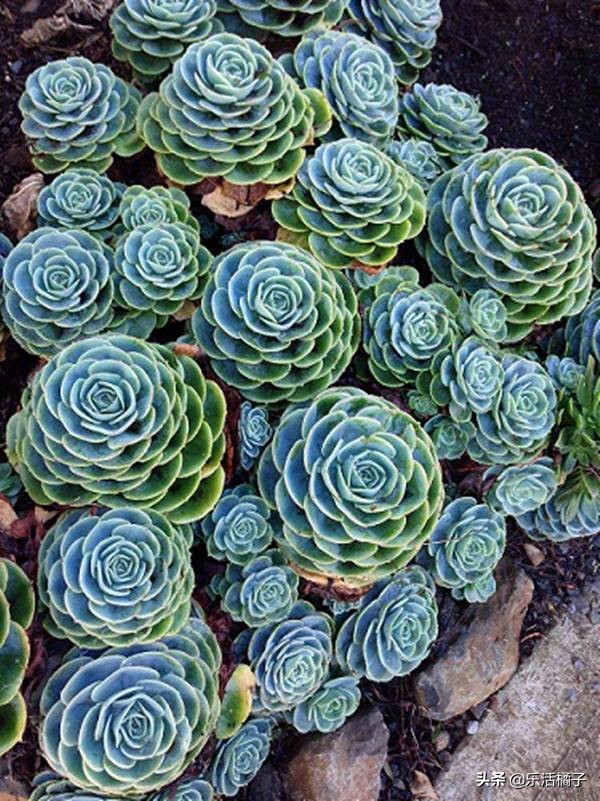 玉蝶花卉怎么养护,玉蝶锦多肉夏季养护