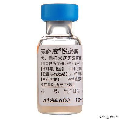 猫咪接种后精神不好应该注意什么,猫咪接种疫苗后腹泻怎么办