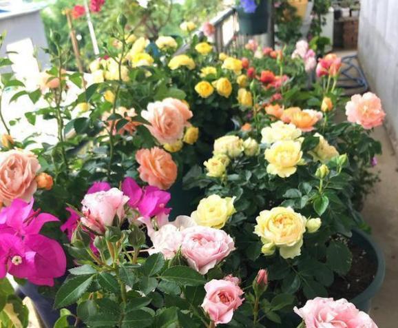 猪骨头熬汤能浇花吗,熬酥的猪骨能当肥料吗