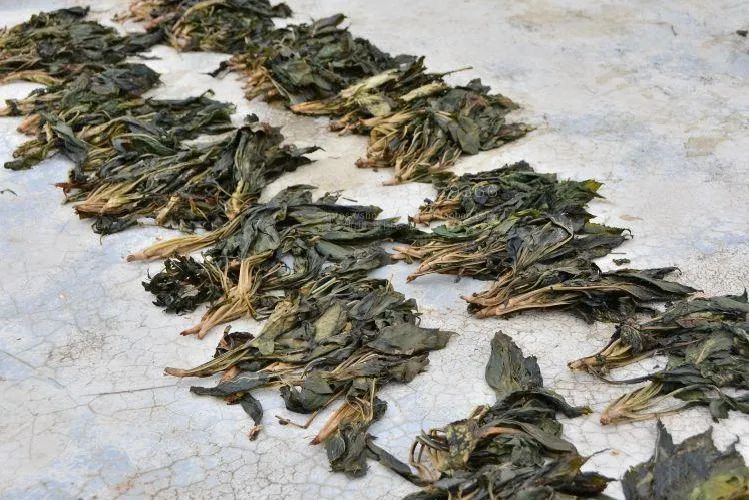 春季除湿食疗,春季除湿气