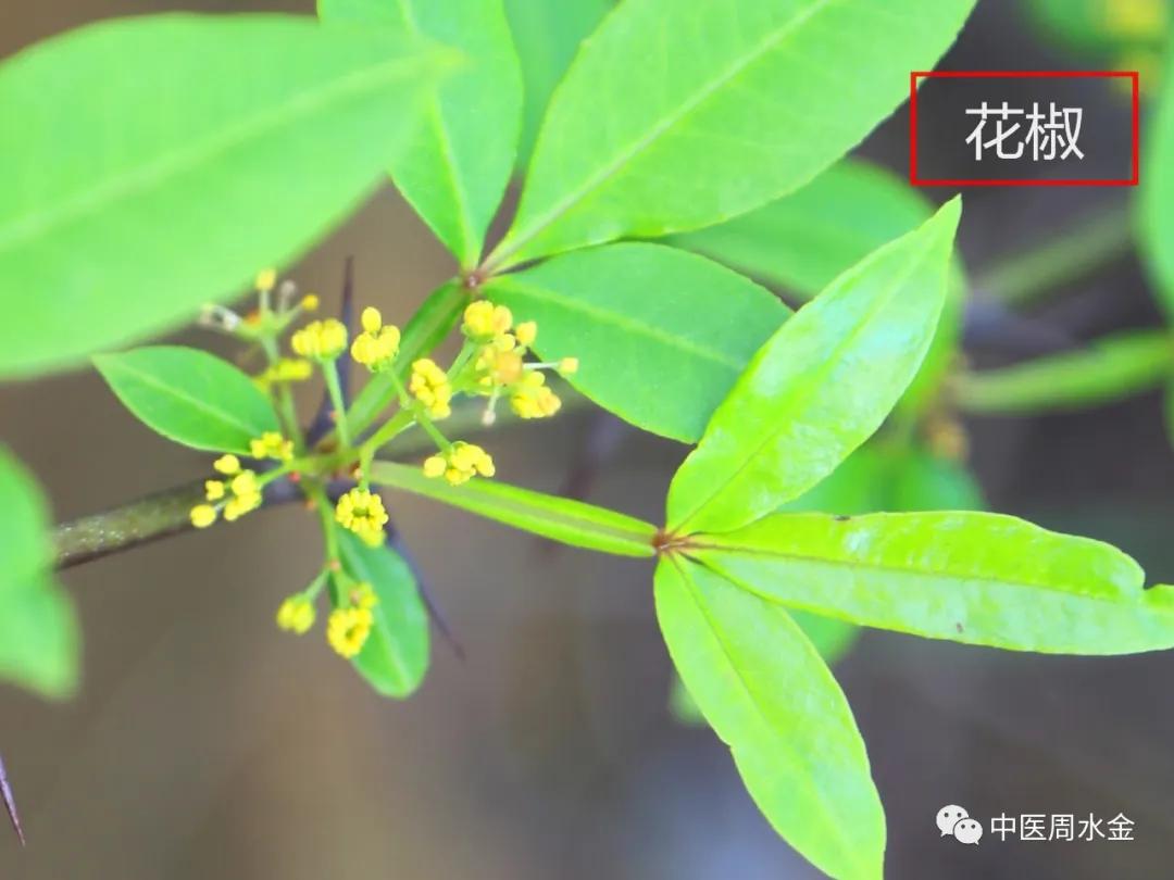 品味本草之美（第一季）