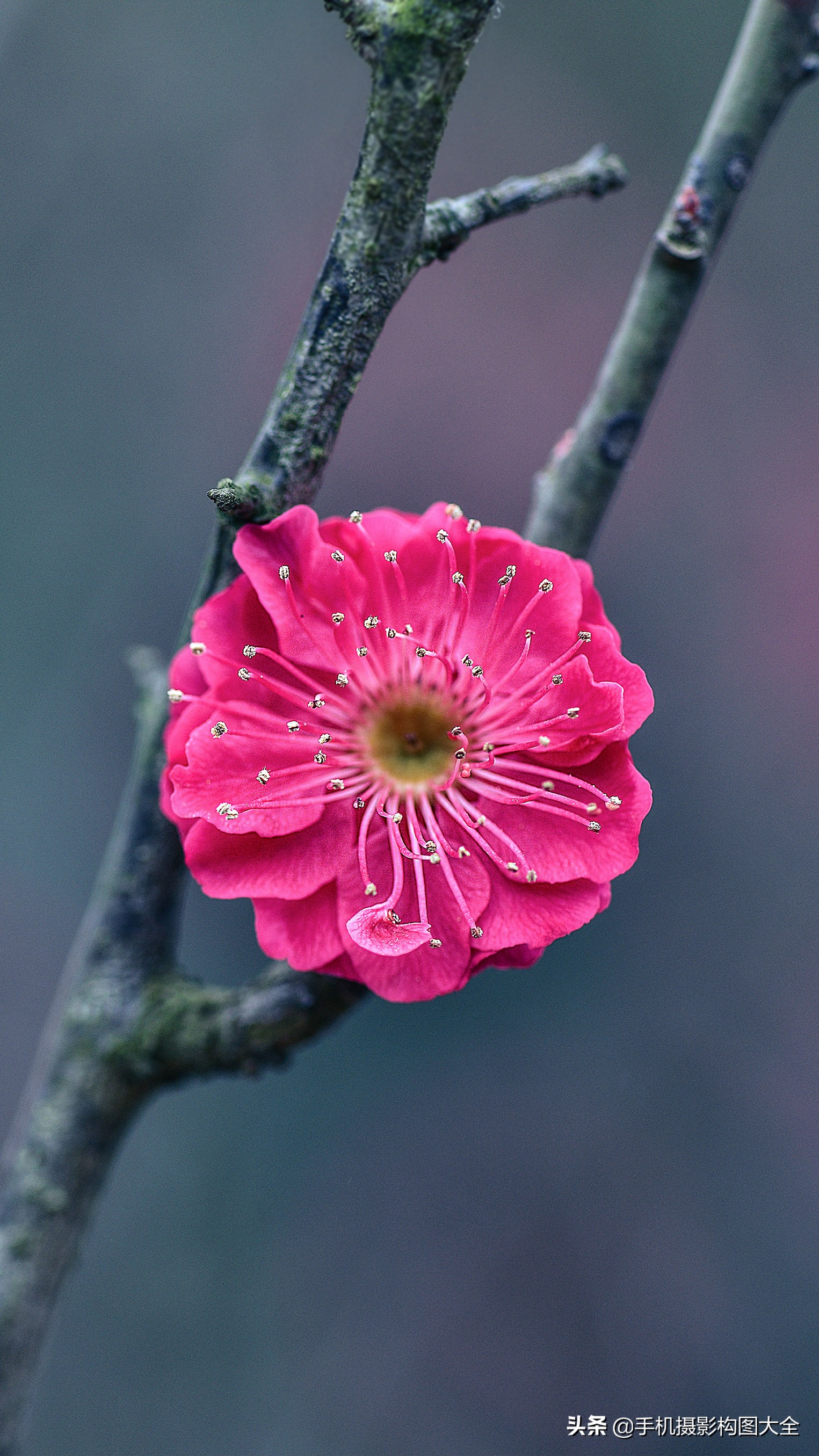 拍出好照片的5大摄影心法,摄影做减法技巧