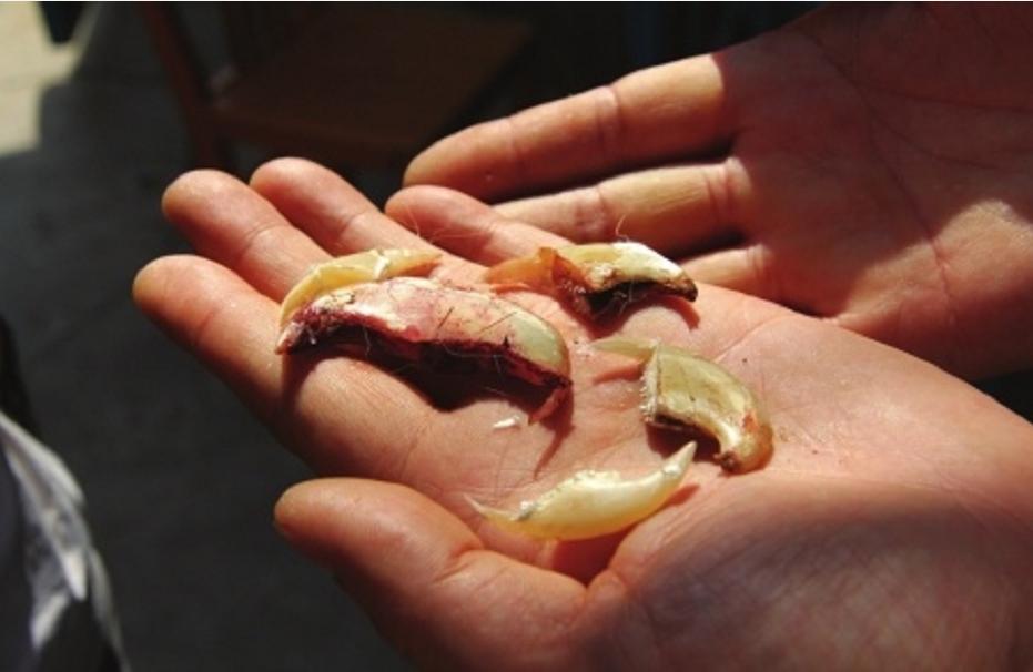 虎骨作假工艺,假虎骨揭秘