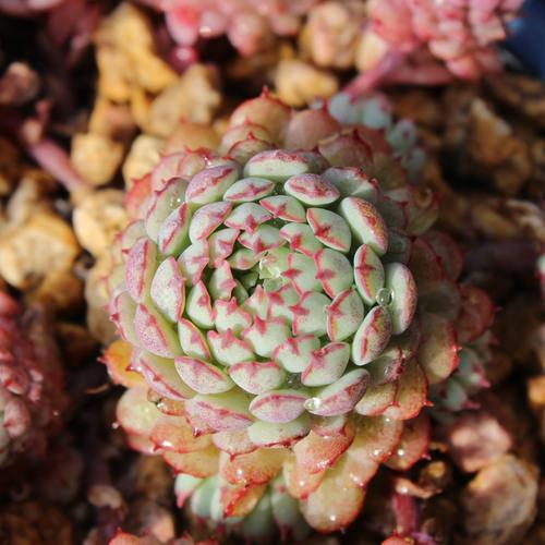 都说养多肉度夏难,都说多肉是懒人植物