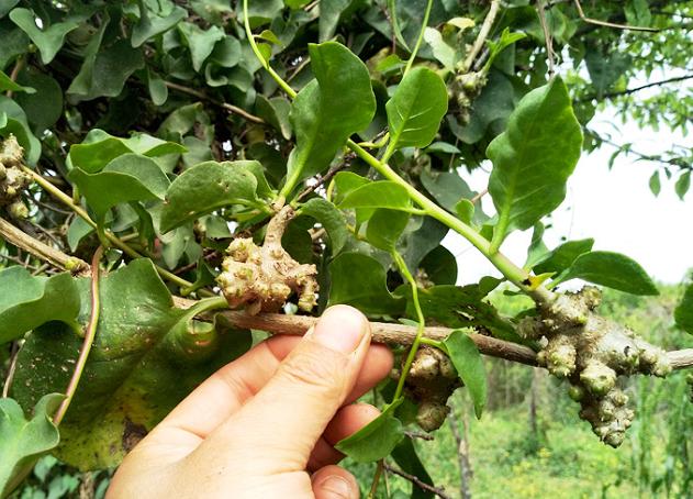 山里背阴处的爬藤植物,农村水沟旁长的爬藤植物叫什么