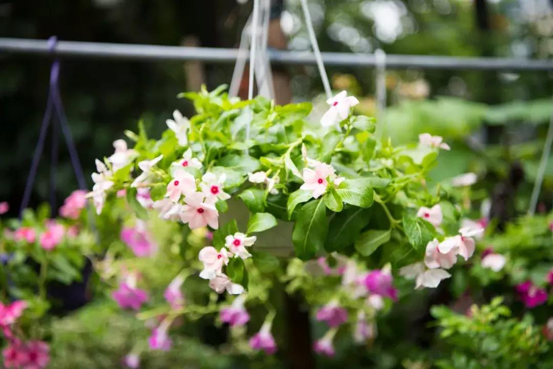 夜深花睡去最念是故人的出处,夜深花睡去唯美诗句