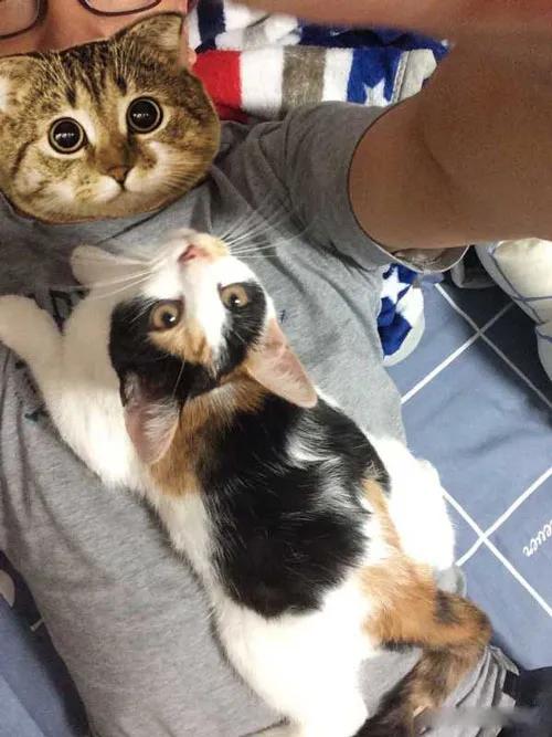 自从有了猫,自从有了猫以后好像变了一个人