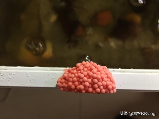 观赏螺卵图鉴,观赏螺的卵怎么养