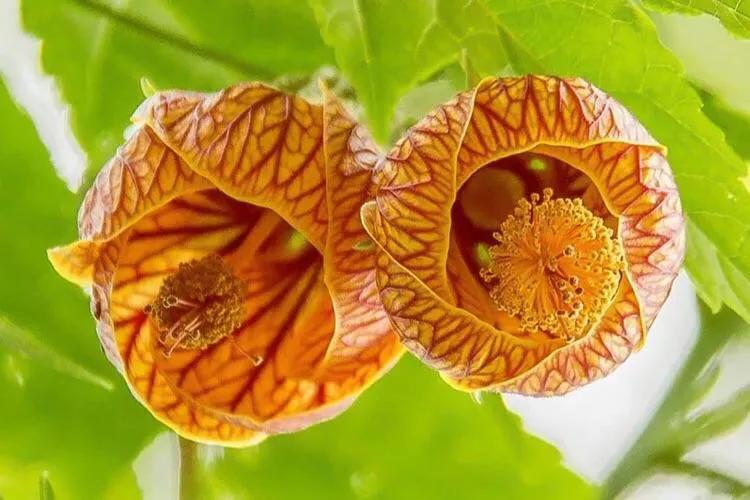 怒放的生命,怒放的生命经典语录